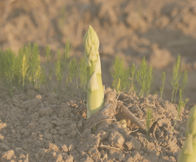 Primo germoglio di asparago nel terreno